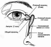 > 3. Почему люди чихают, когда смотрят на яркий свет?

Может быть слизистая раздражается от слёз?