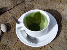 слово "мате" означает не растение, а буквально "настой". 
Аргентиско-уругвайское мате заваривают из йерба, род падуба. 

есть еще напиток "кудин", который заваривают тоже из падуба, но другого вида. на вкус совсем другой, немного специфический. и если его заваривать больше 2 минут появляется яркий привкус горелой резины. 

и забыли про Перу и Боливию. там мате из листьев коки. на вкус, как чуть сладковатая вода с новокаином. :)
зы. не пропаганда! :)