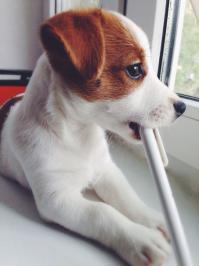 джек рассел терьер Мигель