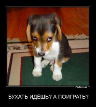 Коты-наше няшное "фсе". Любителям собак посвящается