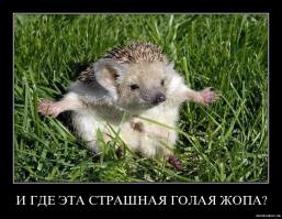 Ёжик негодует.