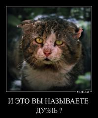 Кот против Лисы