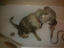 наш нынешний пёс