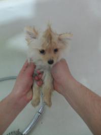 наш бывший пёсик