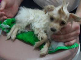 наш бывший пёсик