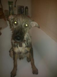 наш нынешний пёс