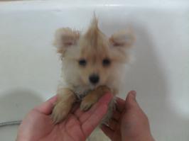 наш бывший пёсик