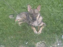 у самой живет замечательный пес, да дворняга, да песпородный. зато живет с нами с рождения, мама умерла при родах, и других родителей не знает, любит безвозмездно, преданно и всей душой. стараемся отвечать ему там же ))