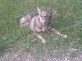 мой пёса, зануда и беспредельщик, но люблю его безумно. Собаки потрясающие существа, спасибо тому, кто их создал )))