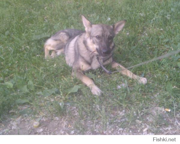 смесь бульдога с носорогом )))
метис Бигля и Сибирской Лайки