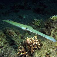 Рыба-наполеон, стремно было, когда такое пронеслось подо мной:

Рыба-флейта, просто забавная: