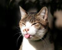 Смешные коты с языками наружу