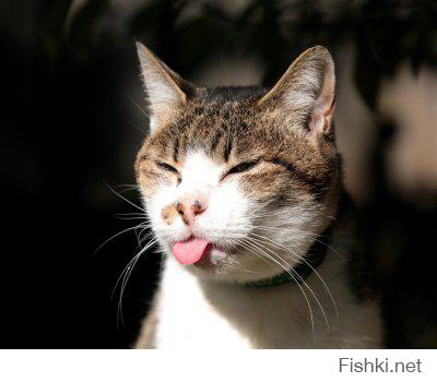 Смешные коты с языками наружу