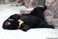 У гималайского мишки все очень даже в соответствии: