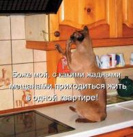Наши умные питомцы