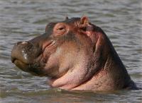 Животные, которые не сомневаются в своей крутости