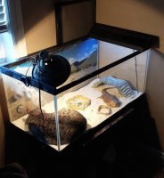 Н - наглость :)