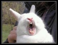 True Russian Wedding