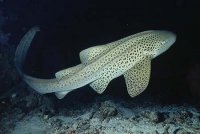 Леопардовая акула: милаха и красотка :)


Кошачья акула: