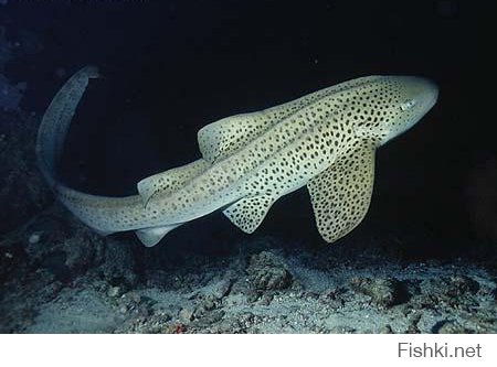 Леопардовая акула: милаха и красотка :)


Кошачья акула: