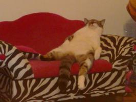 Животные, которые не сомневаются в своей крутости