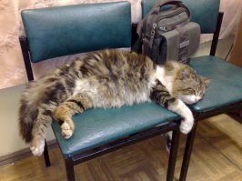 На работе кот. Очень любит работать)))