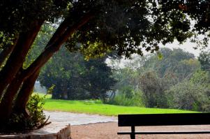 Сфоткал в прошлую субботу. Белые точки это капли дождя.