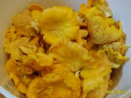 Я лисички люблю. Вот, набрали как-то...