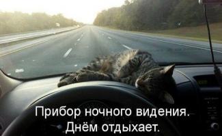 Коты-воришки, застуканные на месте преступления 