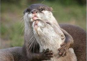 Спящие выдры