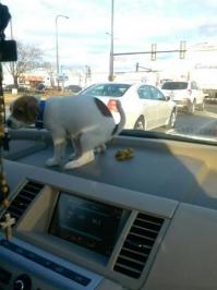 А этот боится ездить с хозяйкой в одном автомобиле