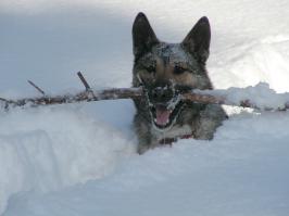 А у нас вот  такие собачьи радости