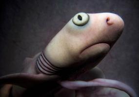 Выпустили 3-х маленьких Чикатилок