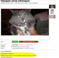 Аренда злой кошки, которая отобьет желание заводить домашнее животное 