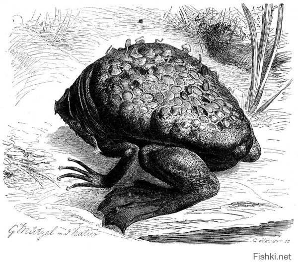Если спросят тебя: 
"Что за зверь Суринамская Пипа?" - 
Отвечай: 
"Это жаба, 
Но жаба особого типа!"