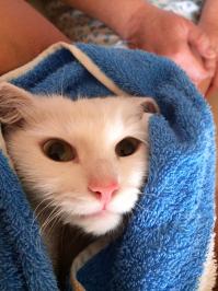 Адские коты, являющиеся истинным воплощением зла