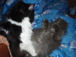 кот и кошка