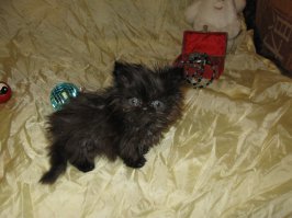 21 причина, почему мы не можем перестать любить кошек