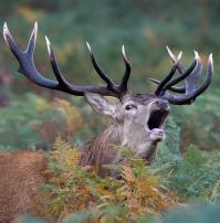 Летняя тусовка оленей на городской дороге