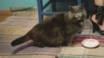 улыбчивый кот порадовал