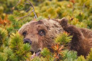 Уморительные мишки, которые ведут себя как люди 