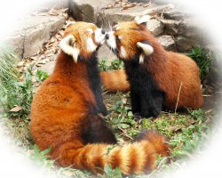 Настоящая звериная любовь