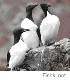 Для пингвина уж больно большой размах крыла, да и ширина тоже.
Похоже  Кайры. В конце видно истинную длину шеи.