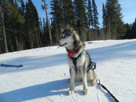 Красивые девушки и  хаски среди бескрайних снегов 