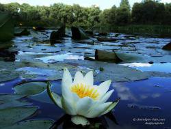 А это вот что? У нас называют "белая лилия". Растёт на озёрах вдоль Десны. (Черниговская область).