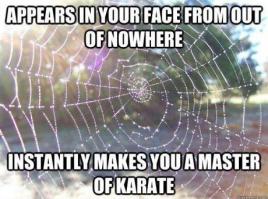 Осторожно пауки и скорпионы!