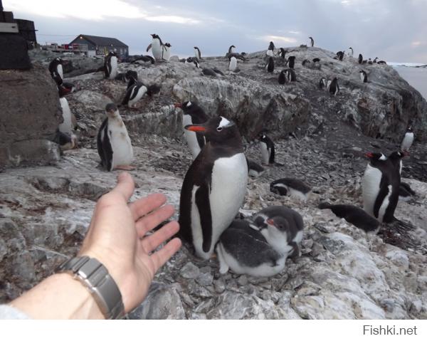 Антарктида!!!!
Вот, отпишусь, пару фоток кину.
Фото из окрестностей Украинской исследовательской базы Вернадский.
Указатель говорит, что до моей родной Одессы 15010км. Склонен верить :)