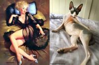 Очаровательные коты, воссоздающие фотографии моделей