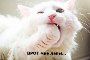 25 кошачьих поз для сна