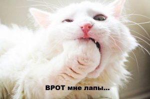 20 котов, которые пожалели о том, что сделали